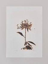 市川孝典《untitled(flower)#1,2,3》版画作品3点組 Edition 20