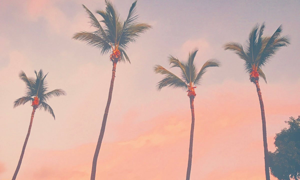 山崎美弥子の惑星日記｜YAMAZAKI MIYAKO Planet Journal