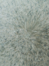 波多野裕子 豆皿 4/5