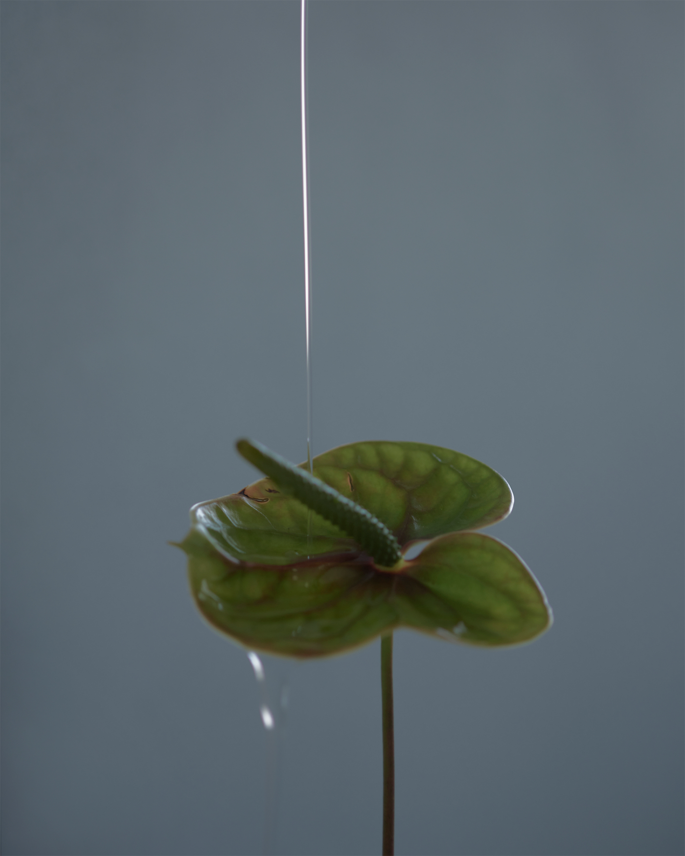 エピキュリアン シャンプーライト – Numero CLOSET